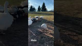 Male vs Female Guinea Fowl Identification Sexing [upl. by Bonneau66]