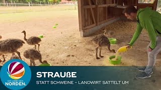 Strauße statt Schweine Landwirt aus Bad Fallingbostel sattelt um [upl. by Eleonore963]