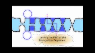 How Restriction Enzymes interact with DNA [upl. by Enamrej]