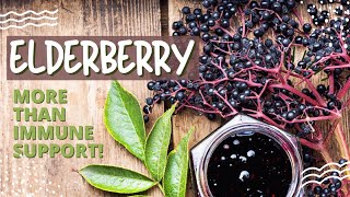 Elderberry  The key to boosting your immune system [upl. by Lael]