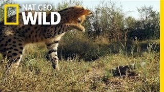 Serval vs Snake  South Africa [upl. by Belter917]