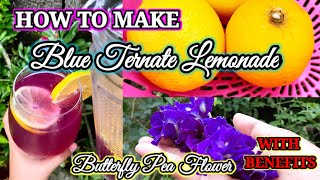 Blue Ternatea Lemonade  Butterfly Pea Flowers with Lemon  Blue Ternate with Benefits [upl. by Poll969]