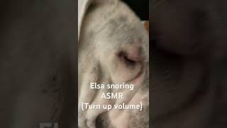 Dog snoring SNOOZE dog asmr [upl. by Annayak]