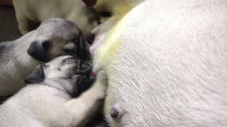 Pug Puppies sucking milk  Newborn Little Pug Dog Puppies Feeding milk via mother pug nipplesPug [upl. by Suu]