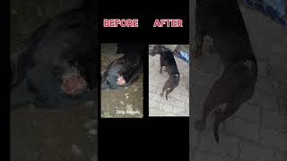 AFTER amp BFOR youtube help animals [upl. by Hulton]