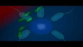 Bacteria Shape  Biology  Bacteriology [upl. by Ayerim515]