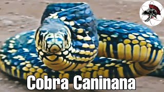 Cobra Caninana a mais rápida brasileira  Biólogo Henrique  Biólogo das Cobras [upl. by Marchall]