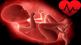 Mutterleib Herzschlag  Womb Heartbeat  Baby  HD [upl. by Lissa]