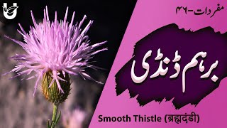 Birham Dandi  Smooth Thistle  ब्रह्मदंडी  بِرہم ڈنڈی [upl. by Nigrom251]