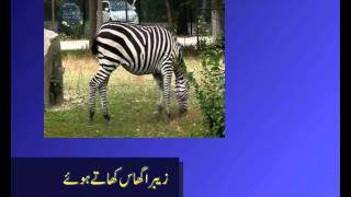 herbivores carnivores omnivores in urdu [upl. by Ahscrop]