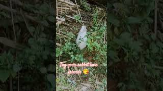 Rabbit s motion animals explorethebeautyofnature youtube [upl. by Ylrrad962]