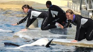 Vocalises  orques de Marineland  2014 [upl. by Nadnarb]