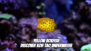 Yellow Boxfish Discover the Marine Life of Koh Tao Thailand [upl. by Ocire]