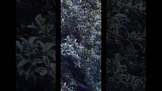 Ficus variegatabest nature plants beautiful naturelovers viral shortvideos trending [upl. by Nnawtna]