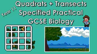 Quadrats  Transects Specified Practical  WJEC Biology  GCSE REVISION Year 11 [upl. by Abdella]