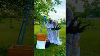 Catching Bee Swarm 🐝 countryliving homestead beekeeping savethebees beeswarm growyourownfood [upl. by Breanne606]