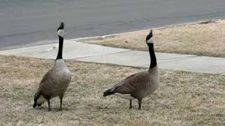 Canada Geese Honking amp Flying Off [upl. by Ennaj]