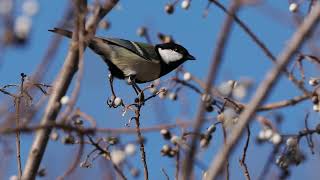 【野鳥】シジュウカラ 麻機遊水地 Oriental Tit OMSYSTEM OMDS OM1 4K【birdwatching】 [upl. by Ody]