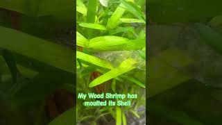 Wood Shrimp Moulted its Shell aquarium shrimp moulting tropicalaquarium [upl. by Kobe777]