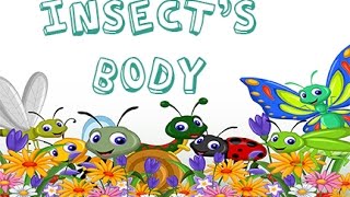 Dr Jean  Insects Body  Sing and Learn about Bugs with Dr Jean [upl. by Aenet722]