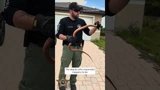 Red Rat Snake Mistaken for a Python Under Car’s Hood shorts [upl. by Ynnaf]