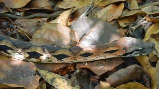 Madagascan Ground Boa acrantophis madagascariensis [upl. by Eniar]