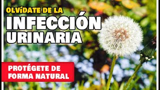 7 PLANTAS que PREVIENEN la INFECCIÓN URINARIA  Como usarlas y cultivarlas en tu huerta o jardín [upl. by Vasiliu]