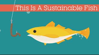 This Is A Sustainable Fish [upl. by Tori]