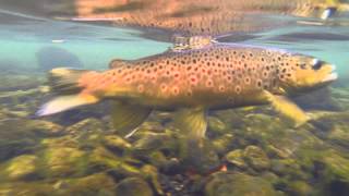 Talkin Outdoors Little Red River Brown Trout [upl. by Leaffar678]