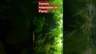 Aquatic Adaptation in Plants [upl. by Cerelly]