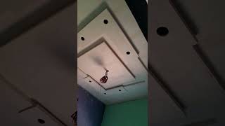 Bedroom simple false ceiling design bedroomceiling shortsvideo home cmfalseceiling [upl. by Weyermann]