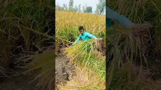 Jai Kisan comedy indiangoldensongs bollywood hindisong [upl. by Ranjiv694]