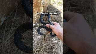 I found colorful Speckled Kingsnakes on a beautiful Spring day snake [upl. by Rosabelle]