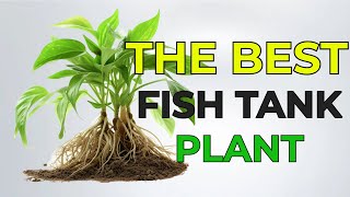 POTHOS GUIDE for HEALTHY FISH TANK [upl. by Bazar]