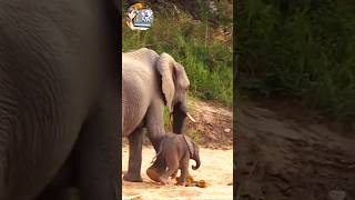 Lovely Moments of Elephants 🐘 Do Elephants Have Amazing Memory 📹 [upl. by Monie]