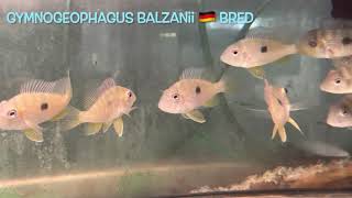 Gymnogeophagus balzanii 🇩🇪 bred [upl. by Ier168]