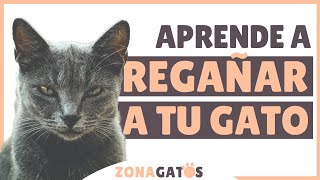 Cómo REGAÑAR A UN GATO correctamente [upl. by Mahgem559]