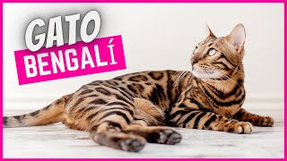 GATO BENGALÍ  Cuidados Rasgos Precio amp mucho mas [upl. by Aierbma]