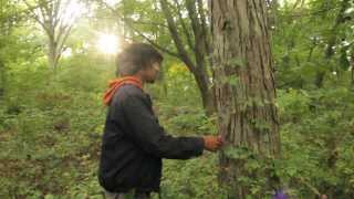 Harvesting Pignut amp Shagbark Hickory Nuts [upl. by Sibilla]