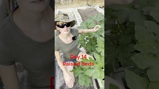 Day 14 20 Weeks Building Raised Beds gardendesign gardenbeds [upl. by Shelia843]