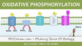 Cellular Respiration  Oxidative Phosphorylation  Post 16 Biology A Level PreU IB AP Bio [upl. by Rinna]