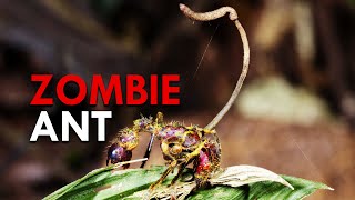 The Real Life Spores Behind The Last Of Us Turns Ants Into Zombies [upl. by Noel429]