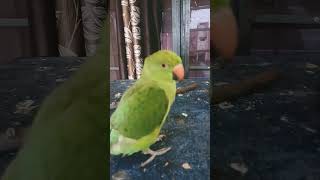 Mamma parrot birds funny parrottalking parrotlover [upl. by Frolick]