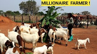 BEST Practices In Feeding GOATS For PROFITS  Harvesting Maize Farm Routine [upl. by Anallese]