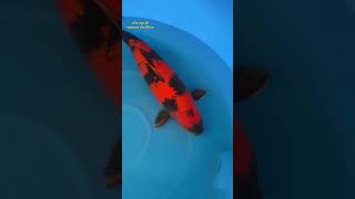 siêu cọp đỏ marusei size 81cm koi cakoi cakoitranminhtuan koifish [upl. by Telimay]