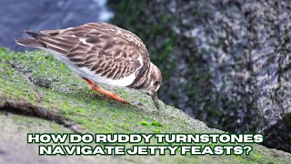 Jetty Gourmet Ruddy Turnstones and the Art of Adaptation in Every Step [upl. by Disini]