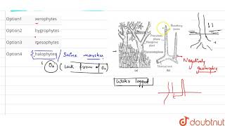 Pneumatophores are persent common in [upl. by Barrington]