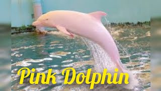 Pink DolphinSeptember2024 pukhtanarelaxingworldsurvivingvlogs fishs [upl. by Nitsruk]