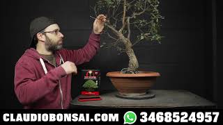 COME TRASFORMARE UNA PIANTA DA VIVAIO IN UN BONSAI [upl. by Haelahk]