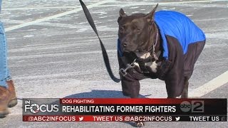 ABC2 In Focus A look at a Baltimore rescue that rehabilitates fighting dogs [upl. by Laks97]